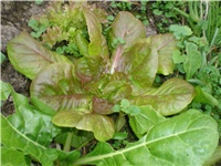 5545d2fd-salata 005.jpg